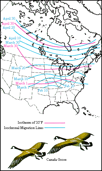 GIF - Migration of the canada goose