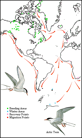 GIF - Distribution and migration of artic terns