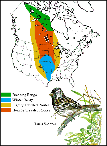 GIF - Harris' sparrow distribution and migration