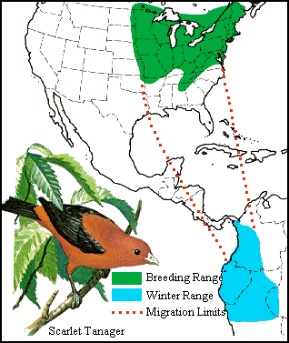 GIF - Scarlet tanager distribution and migration