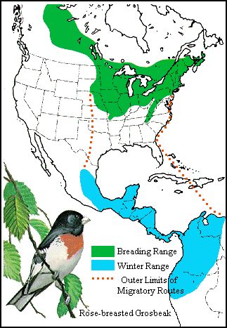 GIF - Distribution and migration of the rose-breasted grosbeak
