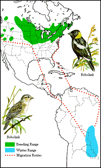 GIF - Distribution and migration of the bobolink