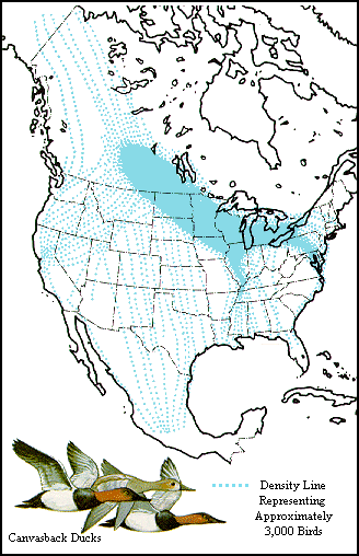 GIF - Principal migratory routes of the canvasback