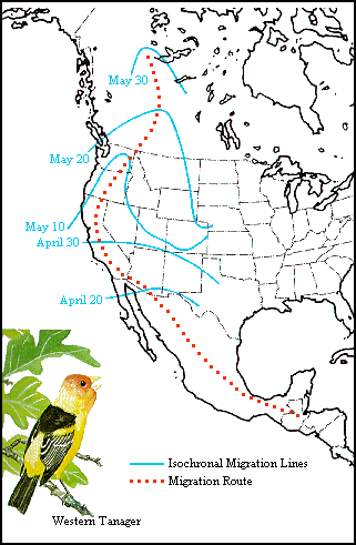 GIF - Migration of the western tanager