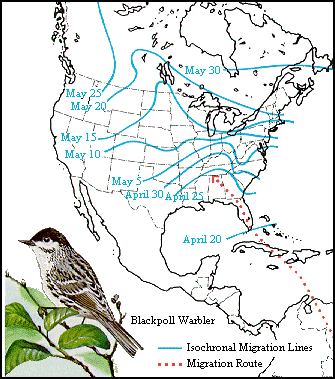 GIF - Migration of the blackpoll warbler.