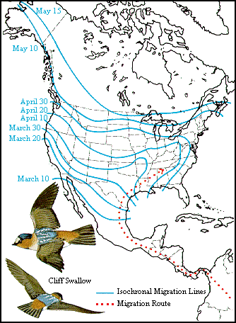 GIF - Migration of the cliff swallow