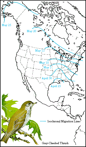 GIF - gray-cheeked thrush isochronal migration lines