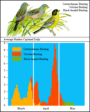 GIF - Average number species captured daily